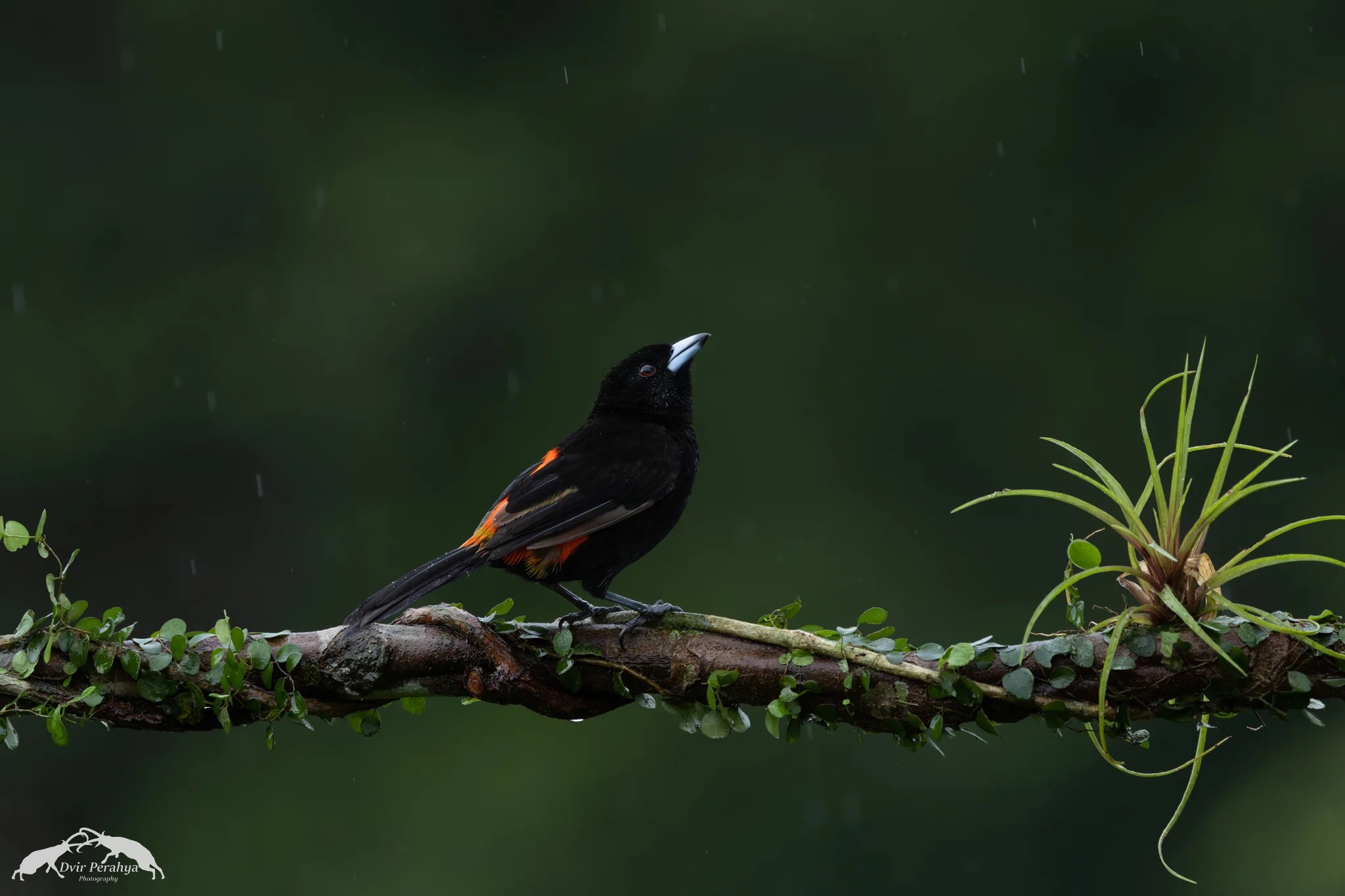 Scarlet-rumped Tanager, Boca Tapada